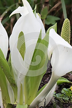 Asian skunk-cabbage Lysichiton camtschatcensis, white flowers photo